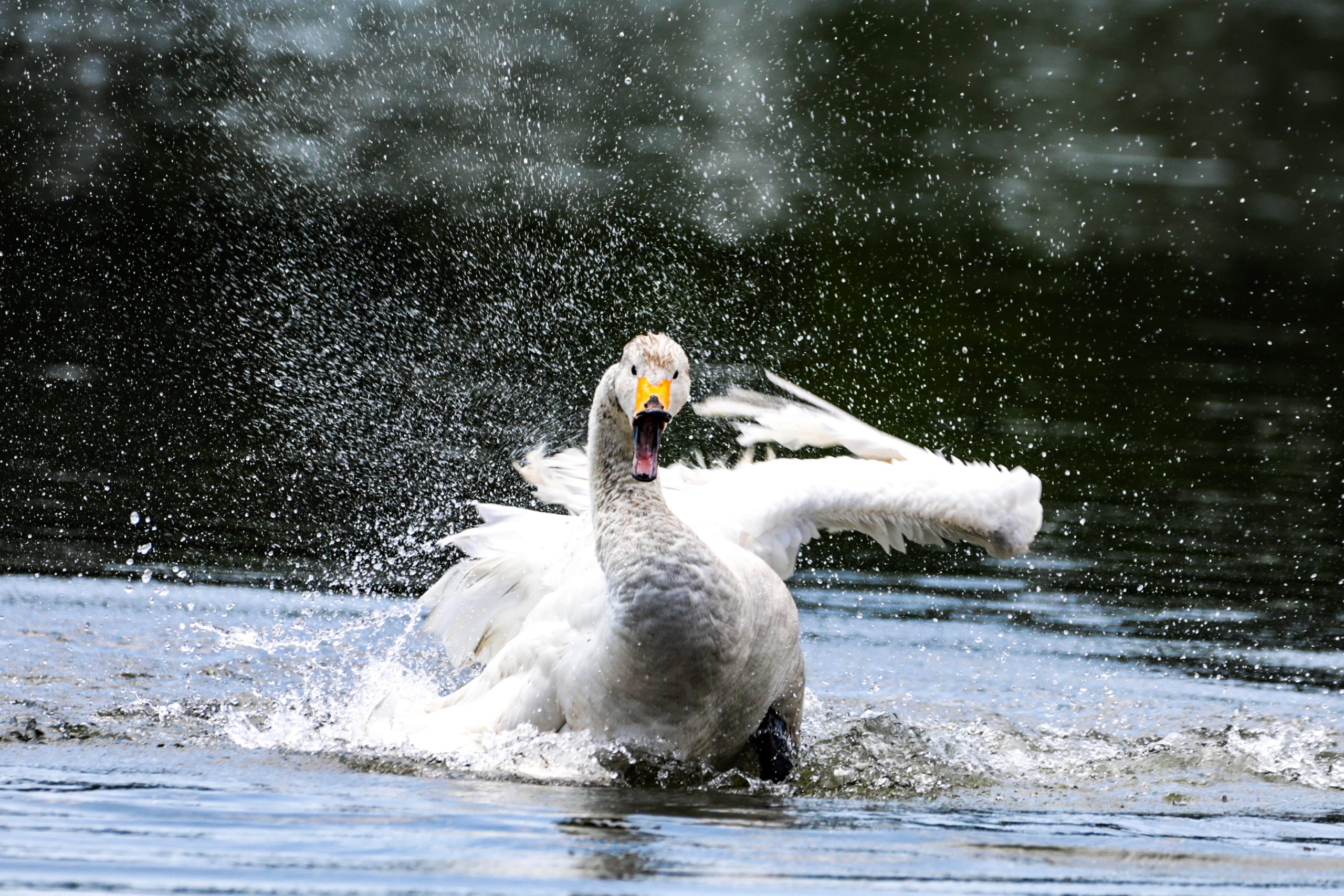 大堤公園・新堤