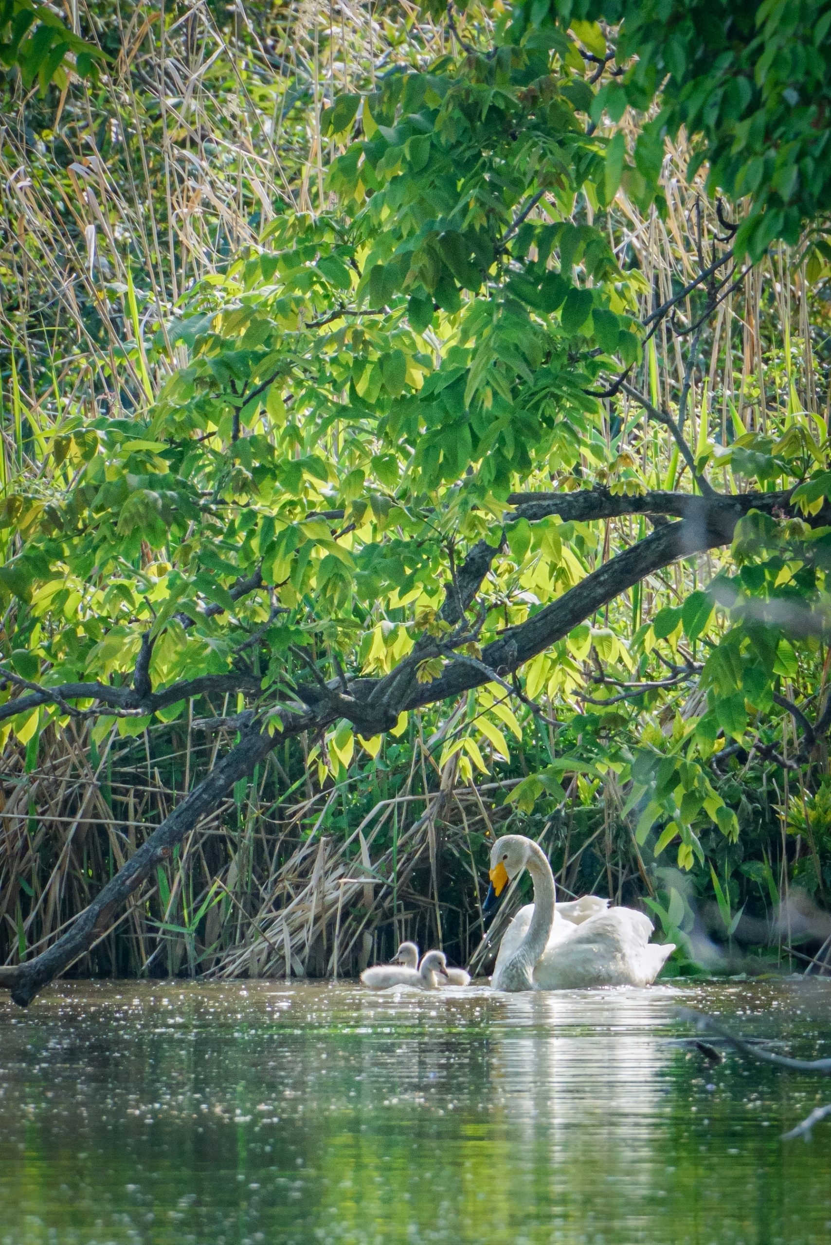 大堤公園・新堤