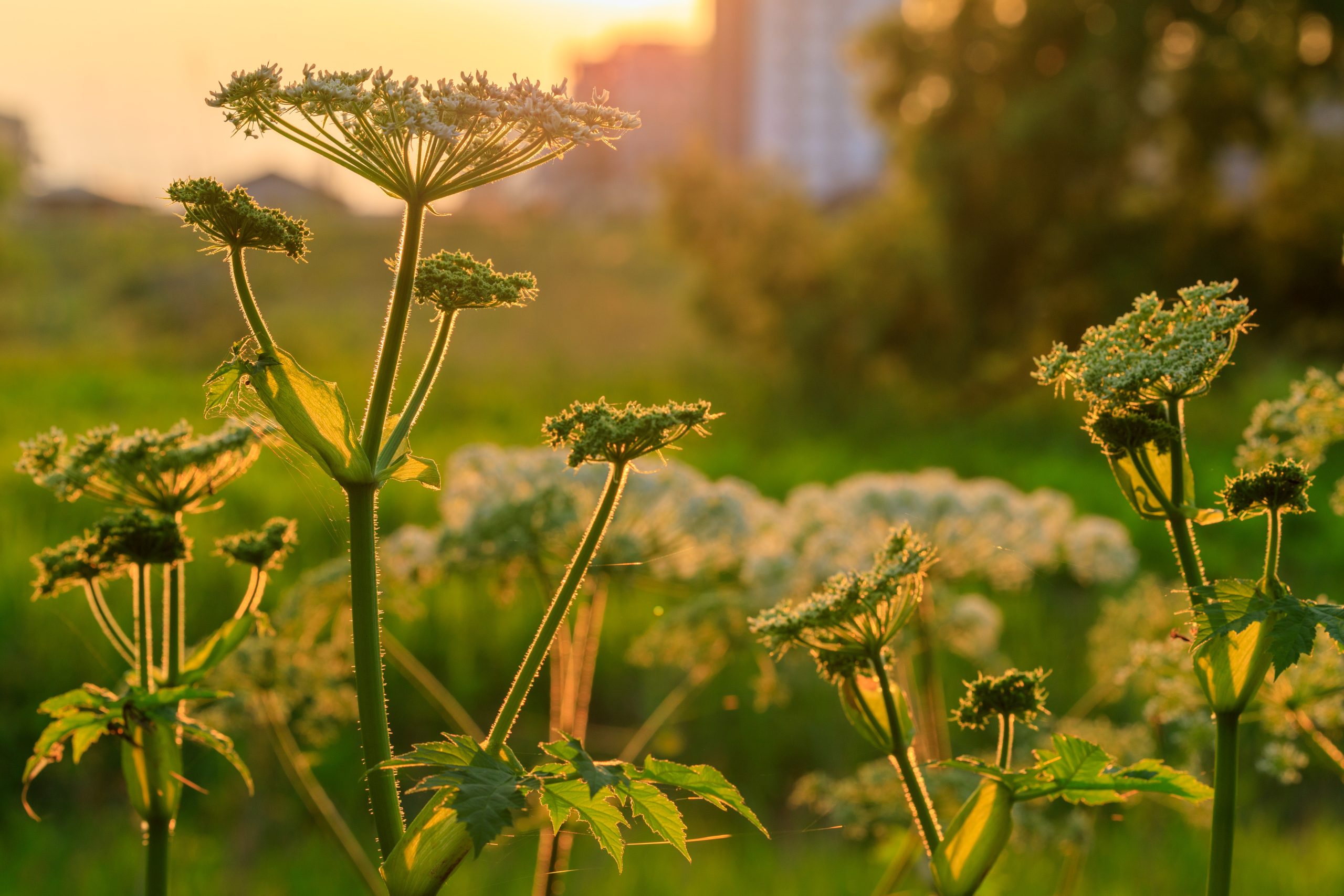 北上市立公園展勝地