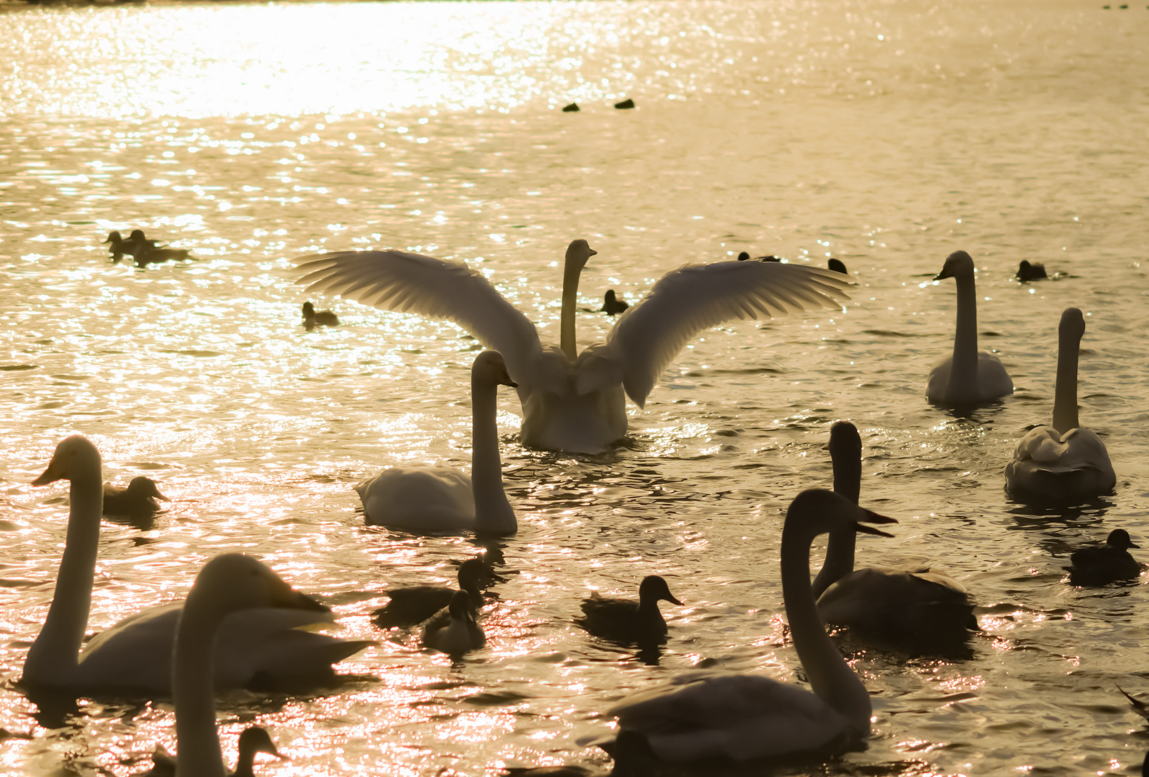 大堤公園・新堤